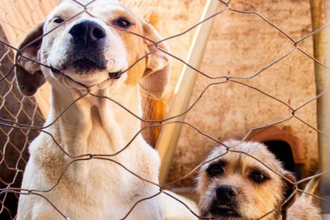 Maycllyn Carreiro anuncia em suas redes sociais ampliação das castrações em Morrinhos para famílias do Cadastro Único